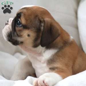 Janita, English Bulldog Puppy